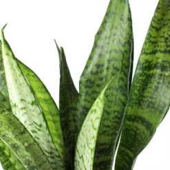 Sansevieria Zeylanica - HydroCare -Outlet The Ever Sprout Store Sansevieria zeylanica Snake Plant Stems 685a514e c861 42ae 874d e943caad3d8b