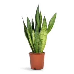Sansevieria Zeylanica - Snake Plant -Outlet The Ever Sprout Store Sansevieria zeylanica Snake Plant14x50cm