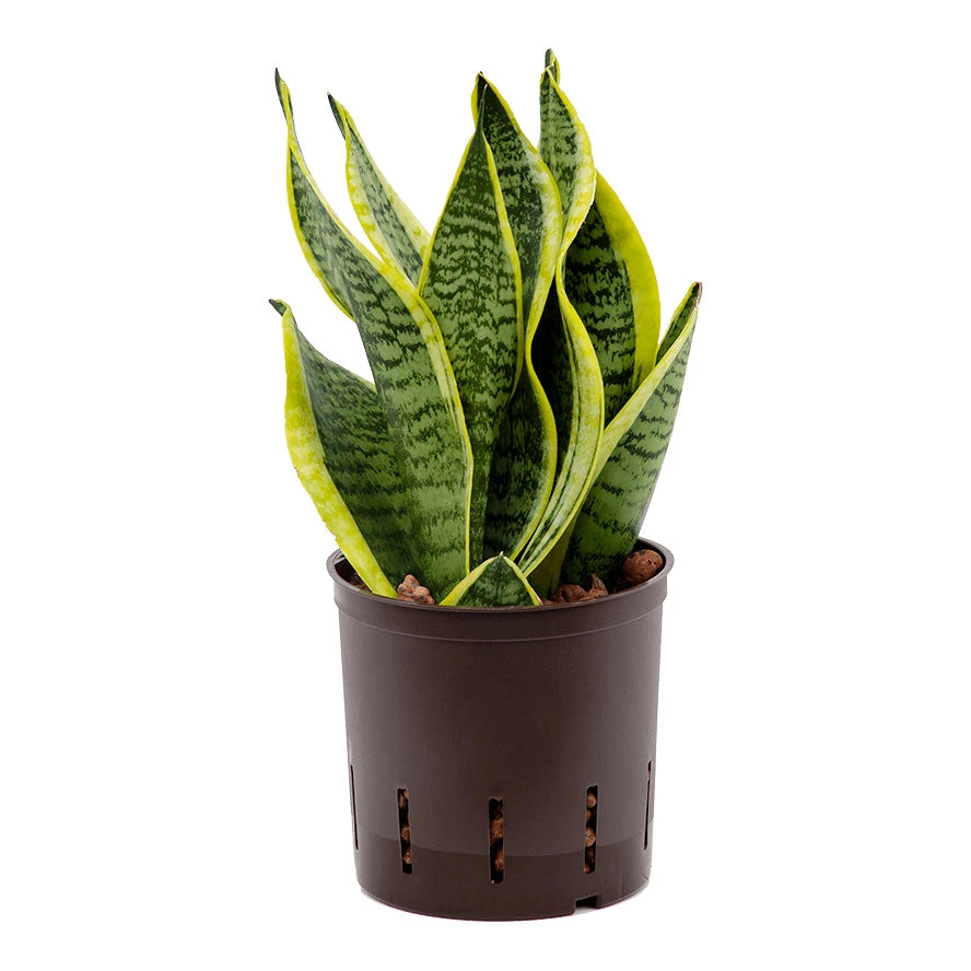 Sansevieria Futura Superba - HydroCare 1 Sansevieria Futura Superba - HydroCare