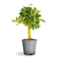Schefflera Gold Capella - Stemmed Dwarf Umbrella Tree -Outlet The Ever Sprout Store Schefflera Arboricola Dwarf Umbrella Tree 2
