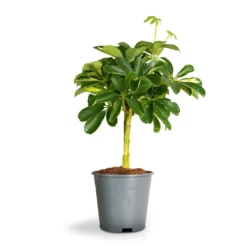 Schefflera Gold Capella - Stemmed Dwarf Umbrella Tree -Outlet The Ever Sprout Store Schefflera Arboricola Dwarf Umbrella Tree