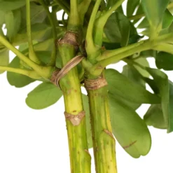 Schefflera Gold Capella - Stemmed Dwarf Umbrella Tree -Outlet The Ever Sprout Store Schefflera Arboricola Dwarf Umbrella Tree 5