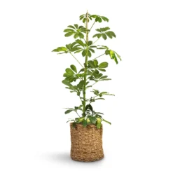 Schefflera Gold Capella - Dwarf Umbrella Tree 15 Schefflera Gold Capella - Dwarf Umbrella Tree -Outlet The Ever Sprout Store Schefflera Gold Capella Dwarf Umbrella Tree 17x80cm Ido Plant Baskets Set5 Natural