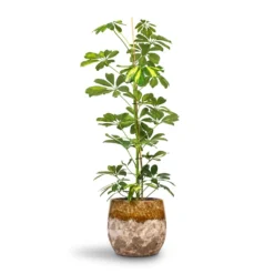 Schefflera Gold Capella - Dwarf Umbrella Tree 17 Schefflera Gold Capella - Dwarf Umbrella Tree -Outlet The Ever Sprout Store Schefflera Gold Capella Dwarf Umbrella Tree 17x80cm Lindy Plant Pot Ochre 23x20cm