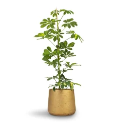 Schefflera Gold Capella - Dwarf Umbrella Tree 18 Schefflera Gold Capella - Dwarf Umbrella Tree -Outlet The Ever Sprout Store Schefflera Gold Capella Dwarf Umbrella Tree 17x80cm Patt Plant Pot Metallic Gold 23x20cm