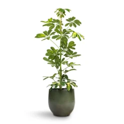 Schefflera Gold Capella - Dwarf Umbrella Tree 16 Schefflera Gold Capella - Dwarf Umbrella Tree -Outlet The Ever Sprout Store Schefflera Gold Capella Dwarf Umbrella Tree 17x80cm Zembla Plant Pot Green 22x20cm