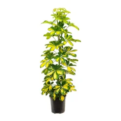 Schefflera Gold Capella - Dwarf Umbrella Tree 14 Schefflera Gold Capella - Dwarf Umbrella Tree -Outlet The Ever Sprout Store Schefflera Gold Capella Dwarf Umbrella Tree 19x110cm
