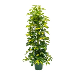 Schefflera Gold Capella - Dwarf Umbrella Tree 12 Schefflera Gold Capella - Dwarf Umbrella Tree -Outlet The Ever Sprout Store Schefflera Gold Capella Dwarf Umbrella Tree 31x130cm