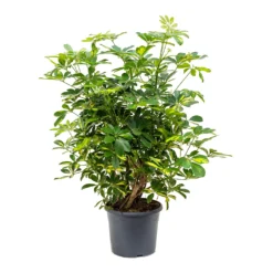 Schefflera Gold Capella - Dwarf Umbrella Tree 13 Schefflera Gold Capella - Dwarf Umbrella Tree -Outlet The Ever Sprout Store Schefflera Gold Capella Dwarf Umbrella Tree Bushy