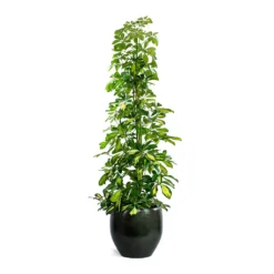 Schefflera Gold Capella - Dwarf Umbrella Tree