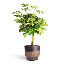 Aico Plant Pot - Shiny Brown -Outlet The Ever Sprout Store Schefflera Gold Capella Stemmed Dwarf Umbrella Tree 14x50cm Aico Plant Pot Shiny Brown 17x13cm 4b38c30d c210 4056 98d6 17ea97e2c850