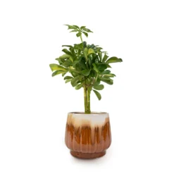 Schefflera Gold Capella - Stemmed Dwarf Umbrella Tree -Outlet The Ever Sprout Store Schefflera Gold Capella Stemmed Dwarf Umbrella Tree 14x50cm Alice Plant Pot Caramel 18x16cm