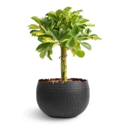 Schefflera Gold Capella - Stemmed Dwarf Umbrella Tree