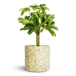 Schefflera Gold Capella - Stemmed Dwarf Umbrella Tree -Outlet The Ever Sprout Store Schefflera Gold Capella Stemmed Dwarf Umbrella Tree 14x50cm Lazzaro Plant Pot Sage Foliage 18x16cm 2bea465f 4bf1 476b 8cf0 6d13d4a6115f