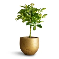 Schefflera Gold Capella - Stemmed Dwarf Umbrella Tree -Outlet The Ever Sprout Store Schefflera Gold Capella Stemmed Dwarf Umbrella Tree 14x50cm Mini Orb Kevan Plant Pot Metallic Gold 18x15cm copy 2