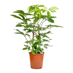 Schefflera Actinophylla - Australian Umbrella Tree 9 Schefflera Actinophylla - Australian Umbrella Tree -Outlet The Ever Sprout Store Schefflera actinophylla Australian Umbrella Tree 24x100cm