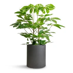 Schefflera Actinophylla - Australian Umbrella Tree 11 Schefflera Actinophylla - Australian Umbrella Tree -Outlet The Ever Sprout Store Schefflera actinophylla Australian Umbrella Tree 24x100cm Max Refined Planter Volcano Black 29x29.5cm