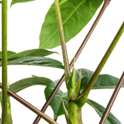 Schefflera Actinophylla - Australian Umbrella Tree 10 Schefflera Actinophylla - Australian Umbrella Tree -Outlet The Ever Sprout Store Schefflera actinophylla Australian Umbrella Tree SWATCH