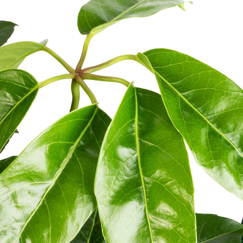 Schefflera Actinophylla - Australian Umbrella Tree 2 Schefflera Actinophylla - Australian Umbrella Tree - Image 2