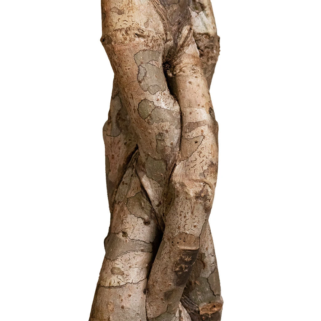 Schefflera Arboricola Compacta - Dwarf Umbrella Tree - Twisted Stem 2 Schefflera Arboricola Compacta - Dwarf Umbrella Tree - Twisted Stem - Image 2