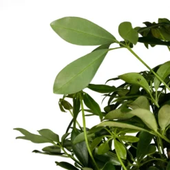 Schefflera Arboricola Compacta - Dwarf Umbrella Tree - Twisted Stem 13 Schefflera Arboricola Compacta - Dwarf Umbrella Tree - Twisted Stem -Outlet The Ever Sprout Store Schefflera arboricola Compacta Dwarf Umbrella Tree Twisted Stem 30x120cm 3