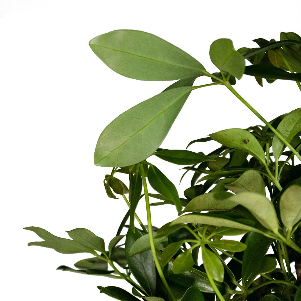 Schefflera Arboricola Compacta - Dwarf Umbrella Tree - Twisted Stem 6 Schefflera Arboricola Compacta - Dwarf Umbrella Tree - Twisted Stem - Image 6