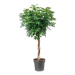 Schefflera Arboricola Compacta - Dwarf Umbrella Tree - Twisted Stem 15 Schefflera Arboricola Compacta - Dwarf Umbrella Tree - Twisted Stem -Outlet The Ever Sprout Store Schefflera arboricola Compacta Dwarf Umbrella Tree Twisted Stem 34x160cm