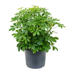 Schefflera Arboricola - Dwarf Umbrella Tree