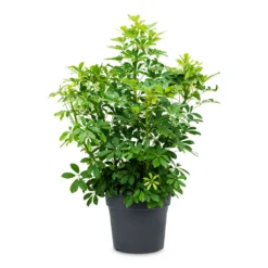 Schefflera Arboricola - Dwarf Umbrella Tree -Outlet The Ever Sprout Store Schefflera arboricola Dwarf Umbrella Tree 34x80cm