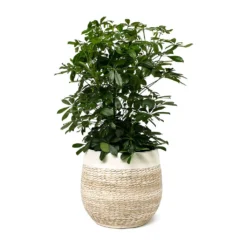 Schefflera Arboricola - Dwarf Umbrella Tree -Outlet The Ever Sprout Store Schefflera arboricola Dwarf Umbrella Tree Merin Plant Pot Sand