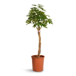 Schefflera Arboricola Gold Capella - Dwarf Umbrella Tree - Twisted Stem -Outlet The Ever Sprout Store Schefflera arboricola Gold Capella Dwarf Umbrella Tree Twisted Stem 30x120cm