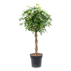 Schefflera Arboricola Gold Capella - Dwarf Umbrella Tree - Twisted Stem -Outlet The Ever Sprout Store Schefflera arboricola Gold Capella Dwarf Umbrella Tree Twisted Stem 30x120cm e917e439 1ddd 495a ad2d e20574029d71