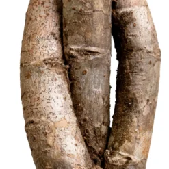 Schefflera Arboricola Gold Capella - Dwarf Umbrella Tree - Twisted Stem -Outlet The Ever Sprout Store Schefflera arboricola Gold Capella Dwarf Umbrella Tree Twisted Stem DETAIL