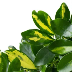 Schefflera Arboricola Gold Capella - Dwarf Umbrella Tree - Twisted Stem -Outlet The Ever Sprout Store Schefflera arboricola Gold Capella Dwarf Umbrella Tree Twisted Stem DETAIL 3