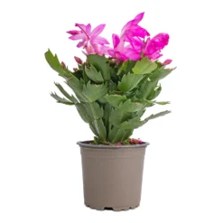 Schlumbergera - Christmas Cactus - Pink/Purple 14 Schlumbergera - Christmas Cactus - Pink/Purple -Outlet The Ever Sprout Store Schlumbergera Christmas Cactus Pink Purple 12x25cm 2