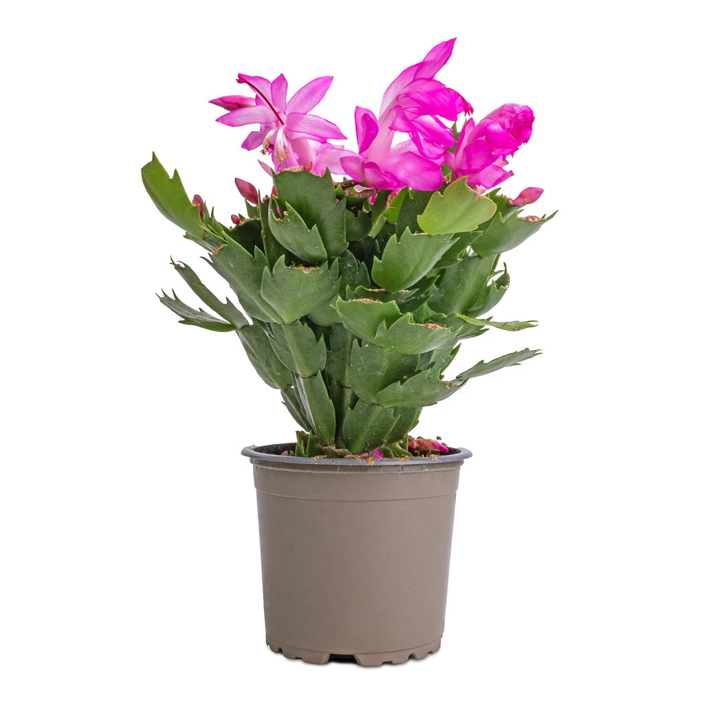 Schlumbergera - Christmas Cactus - Pink/Purple 5 Schlumbergera - Christmas Cactus - Pink/Purple - Image 5