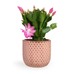 Schlumbergera - Christmas Cactus - Pink/Purple 17 Schlumbergera - Christmas Cactus - Pink/Purple -Outlet The Ever Sprout Store Schlumbergera Christmas Cactus Pink Purple 12x25cm Bolino Plant Pot Pale Rose 14x13cm d3179c00 b6f5 435b 91c4 2b0b430b41d7