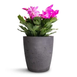 Schlumbergera - Christmas Cactus - Pink/Purple 15 Schlumbergera - Christmas Cactus - Pink/Purple -Outlet The Ever Sprout Store Schlumbergera Christmas Cactus Pink Purple 12x25cm Gerben Plant Pot Black Washed 15x16cm