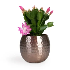 Schlumbergera - Christmas Cactus - Pink/Purple 18 Schlumbergera - Christmas Cactus - Pink/Purple -Outlet The Ever Sprout Store Schlumbergera Christmas Cactus Pink Purple 12x25cm Kody Metal Plant Pots Set3 Large Rose Gold 53ff83eb 026c 44e6 bf42 8e21b6ae65ff
