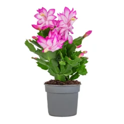 Schlumbergera - Christmas Cactus - Pink/Purple 12 Schlumbergera - Christmas Cactus - Pink/Purple -Outlet The Ever Sprout Store Schlumbergera Christmas Cactus Pink Purple 9x23cm
