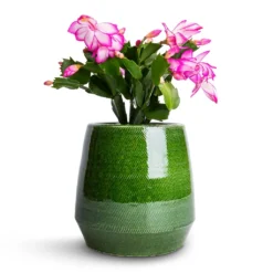 Schlumbergera - Christmas Cactus - Pink/Purple 16 Schlumbergera - Christmas Cactus - Pink/Purple -Outlet The Ever Sprout Store Schlumbergera Christmas Cactus Pink Purple 9x23cm Remi Plant Pot Green 15x15cm