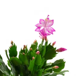 Schlumbergera - Christmas Cactus - Pink/Purple 13 Schlumbergera - Christmas Cactus - Pink/Purple -Outlet The Ever Sprout Store Schlumbergera Christmas Cactus Pink Purple Leaves