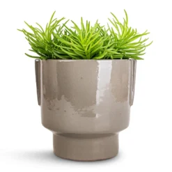 Aries Handles Plant Pot - Charcoal -Outlet The Ever Sprout Store Senecio Himalaya Himalaya Groundsel 12x20cm Aries Handles Plant Pot Charcoal 14x15cm 2c847260 5d92 4c7a 9039 eb3add7f8f13
