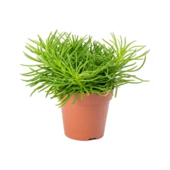 Senecio Himalaya - Himalaya Groundsel -Outlet The Ever Sprout Store Senecio Himalaya Himalaya Groundsel