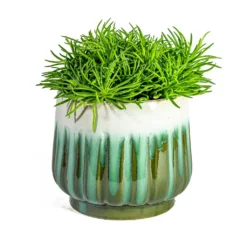 Senecio Himalaya - Himalaya Groundsel -Outlet The Ever Sprout Store Senecio Himalaya Himalaya Groundsel Alice Plant Pot Ocean d71c2c28 3517 40d3 8f6f 9a81c0c5d181