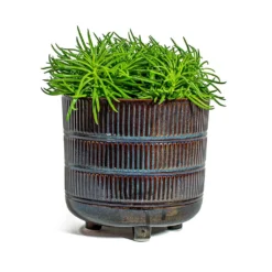 Senecio Himalaya - Himalaya Groundsel -Outlet The Ever Sprout Store Senecio Himalaya Himalaya Groundsel Denise Plant Pot Blue Bronze