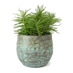 Senecio Himalaya - Himalaya Groundsel -Outlet The Ever Sprout Store Senecio Himalaya Himalaya Groundsel Evi Plant Pot Antique Bronze