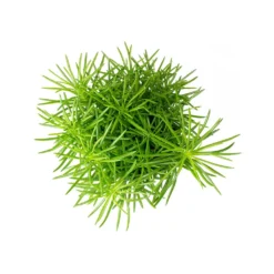 Senecio Himalaya - Himalaya Groundsel -Outlet The Ever Sprout Store Senecio Himalaya Himalaya Groundsel Top