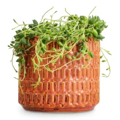 Senecio Herreianus - String Of Beads -Outlet The Ever Sprout Store Senecio herreianus String of Beads 12x20cm Flor Plant Pot Orange 14x12cm a658214b b85f 40ef 90ab 87b9c93d85d7