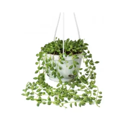 Senecio Herreianus - String Of Beads